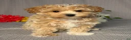 Maltipoo dogs for sale: Alex - Ad 1