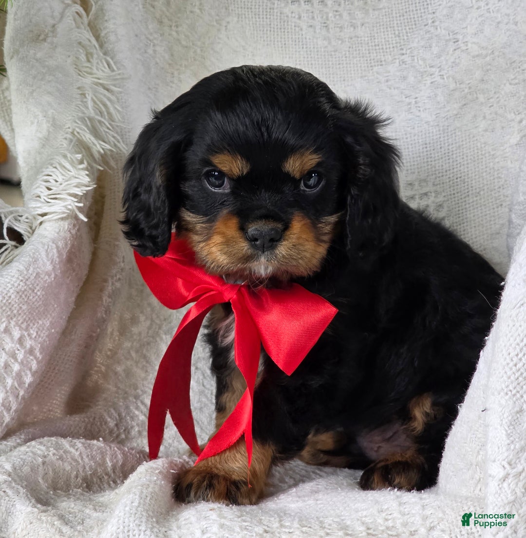 Cavalier King Charles Spaniel dogs for sale: Nicholas  - Ad 6