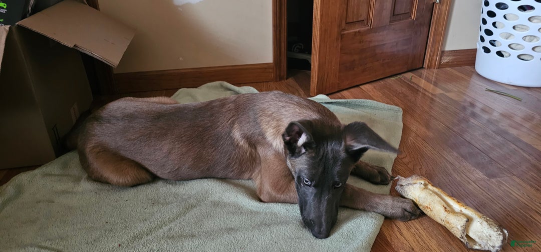 Belgian Malinois dogs for sale: "Vinnie" Belgian Malinois - Ad 4