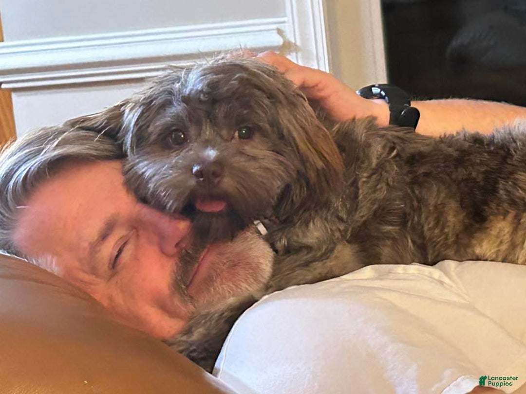 Gallery Image {{count}}