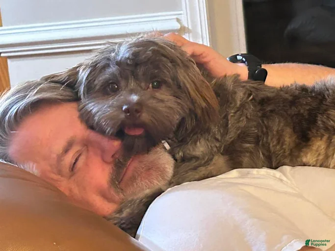 Gallery Image {{count}}