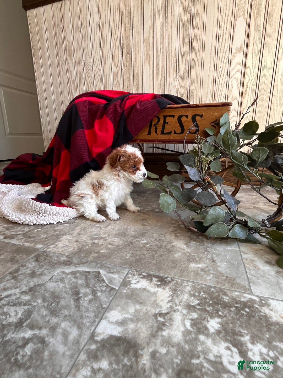 Miniature Poodle dogs for sale: Baby Miles🐾❤️AKC❤️Call 717-847-3183 - Ad 5