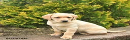 Labrador Retriever dogs for sale: Cindy  - Ad 4