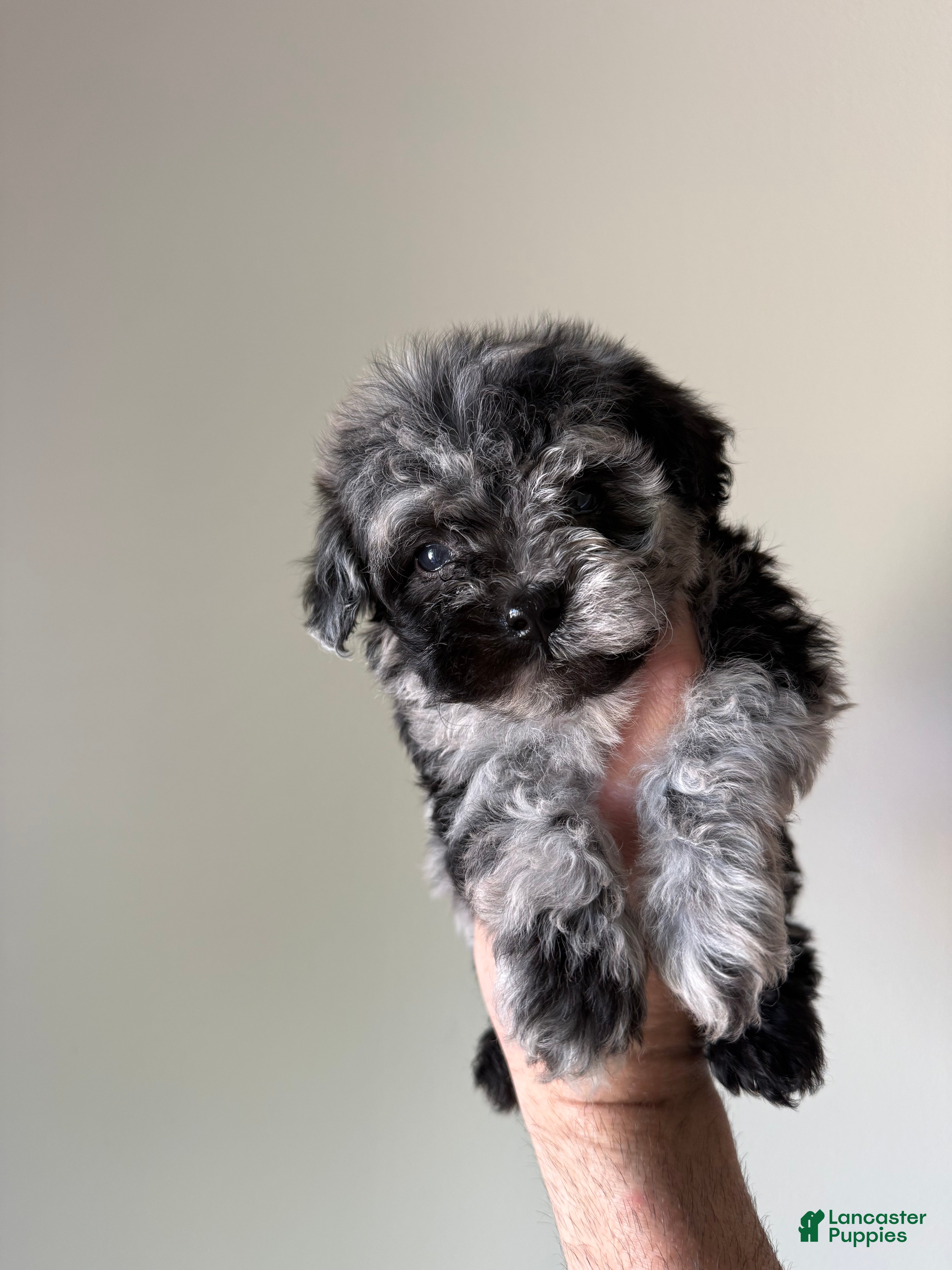 Maltipoo dogs Patterson - Ad 6