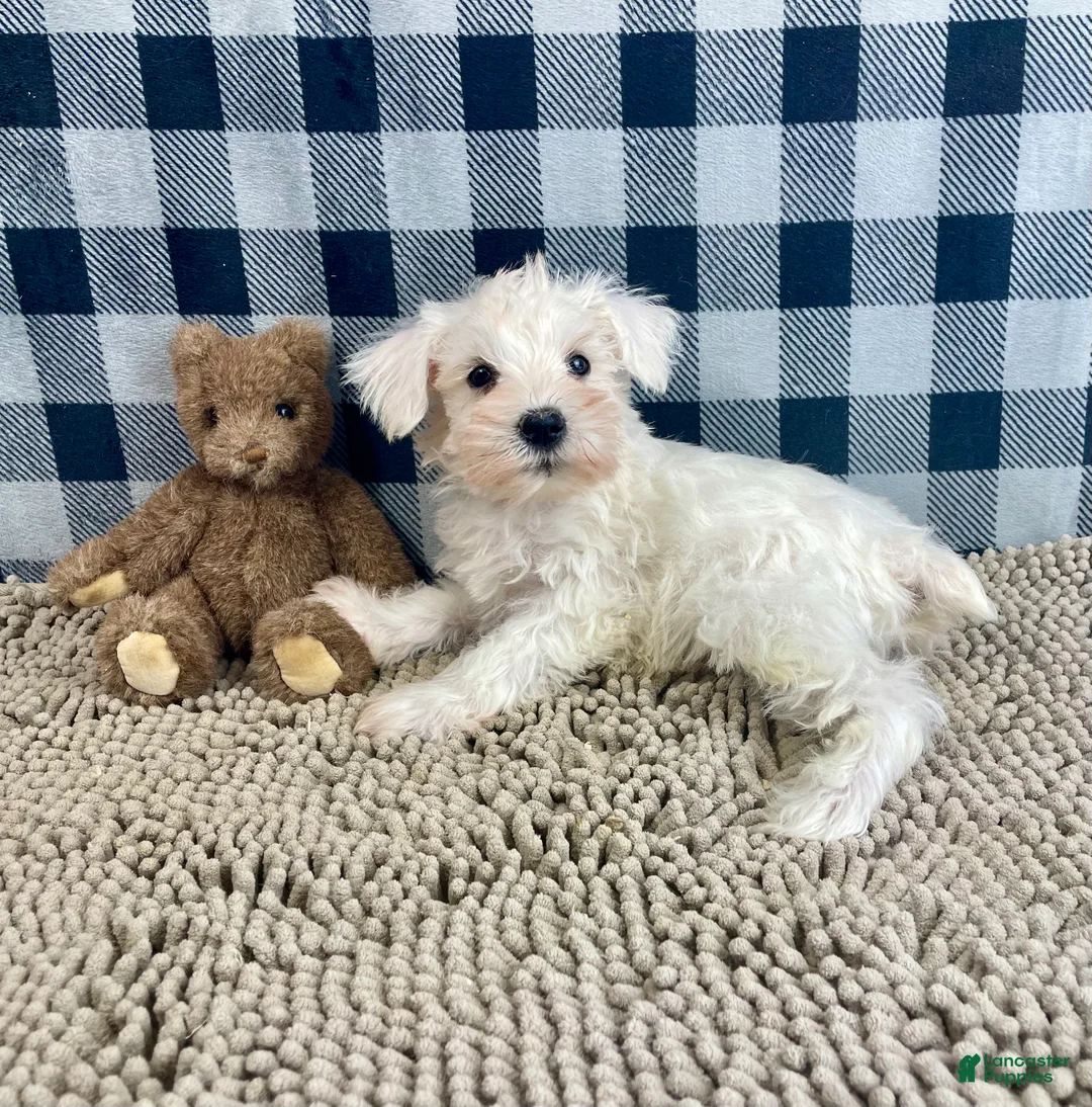 Miniature Schnauzer dogs for sale: Steve - Ad 3