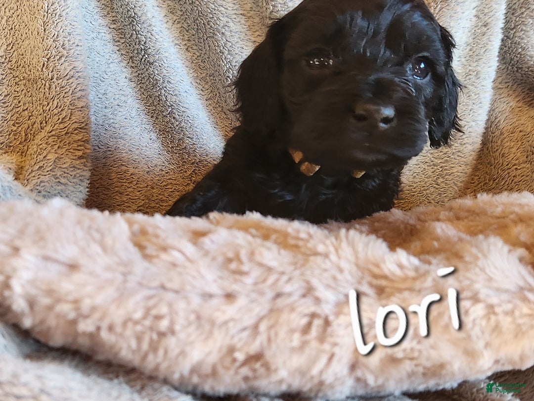 Mixed Breed dogs for sale: Lori - Ad 1