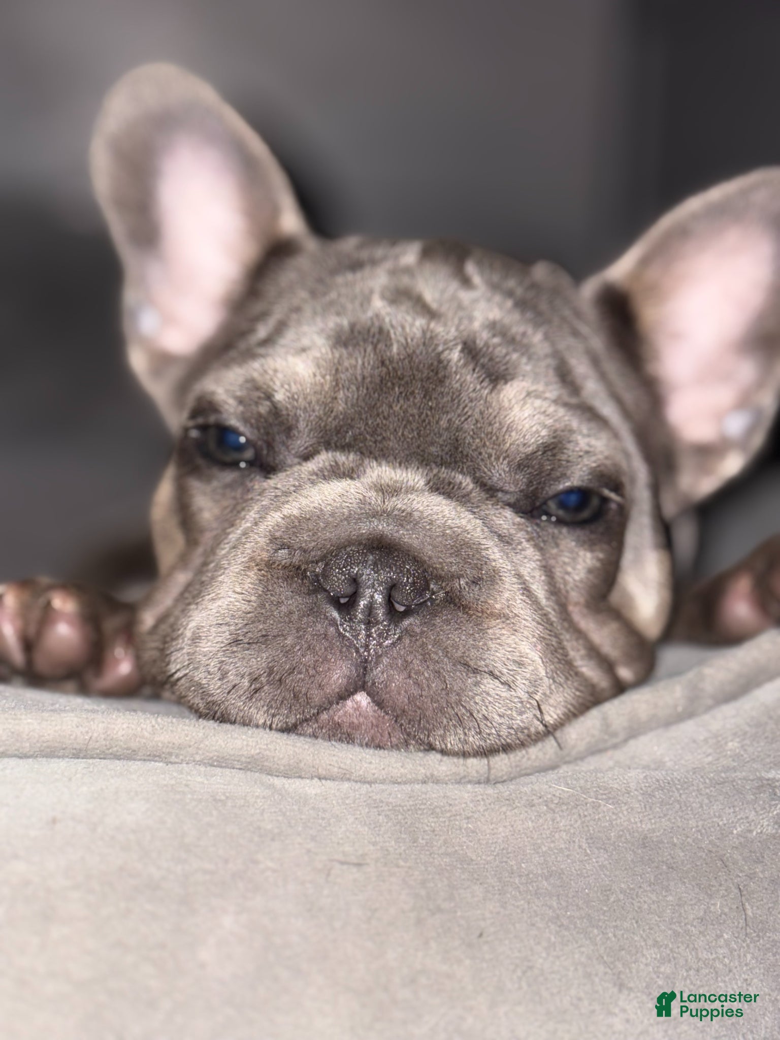 French Bulldog dogs Cupcake--AVAILABLE - Ad 10