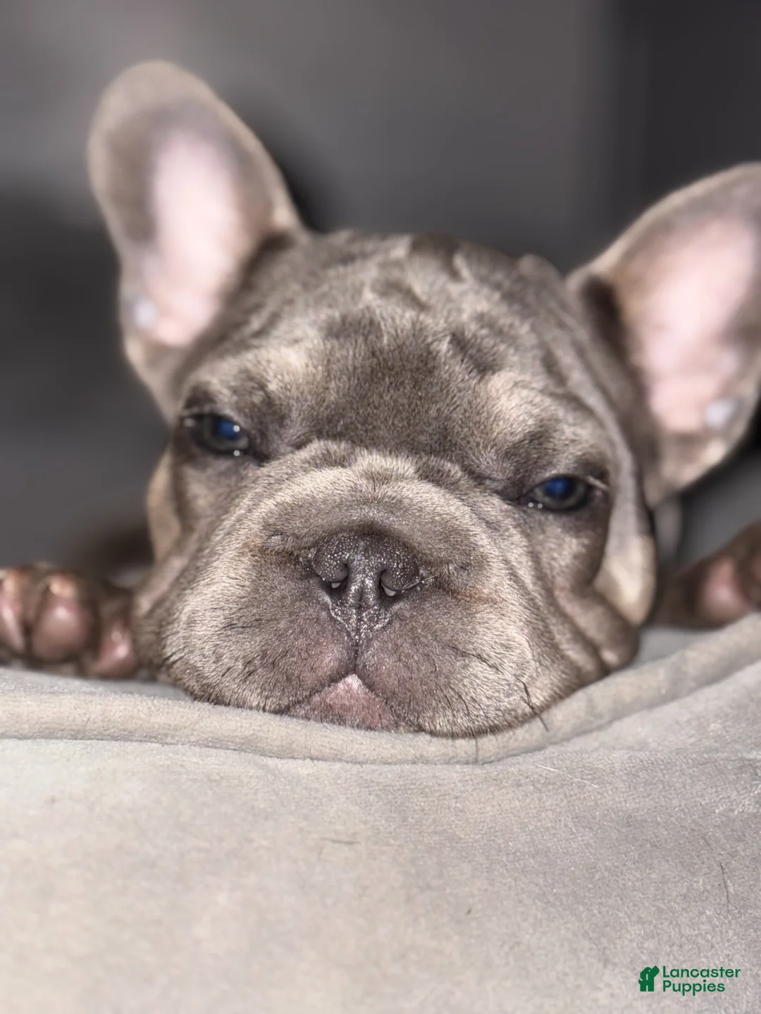 French Bulldog dogs for sale: Cupcake--AVAILABLE - Ad 1