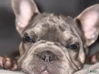 French Bulldog dogs Cupcake--AVAILABLE - Ad 10