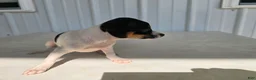 Chihuahua dogs for sale: Scrappy - Ad 4