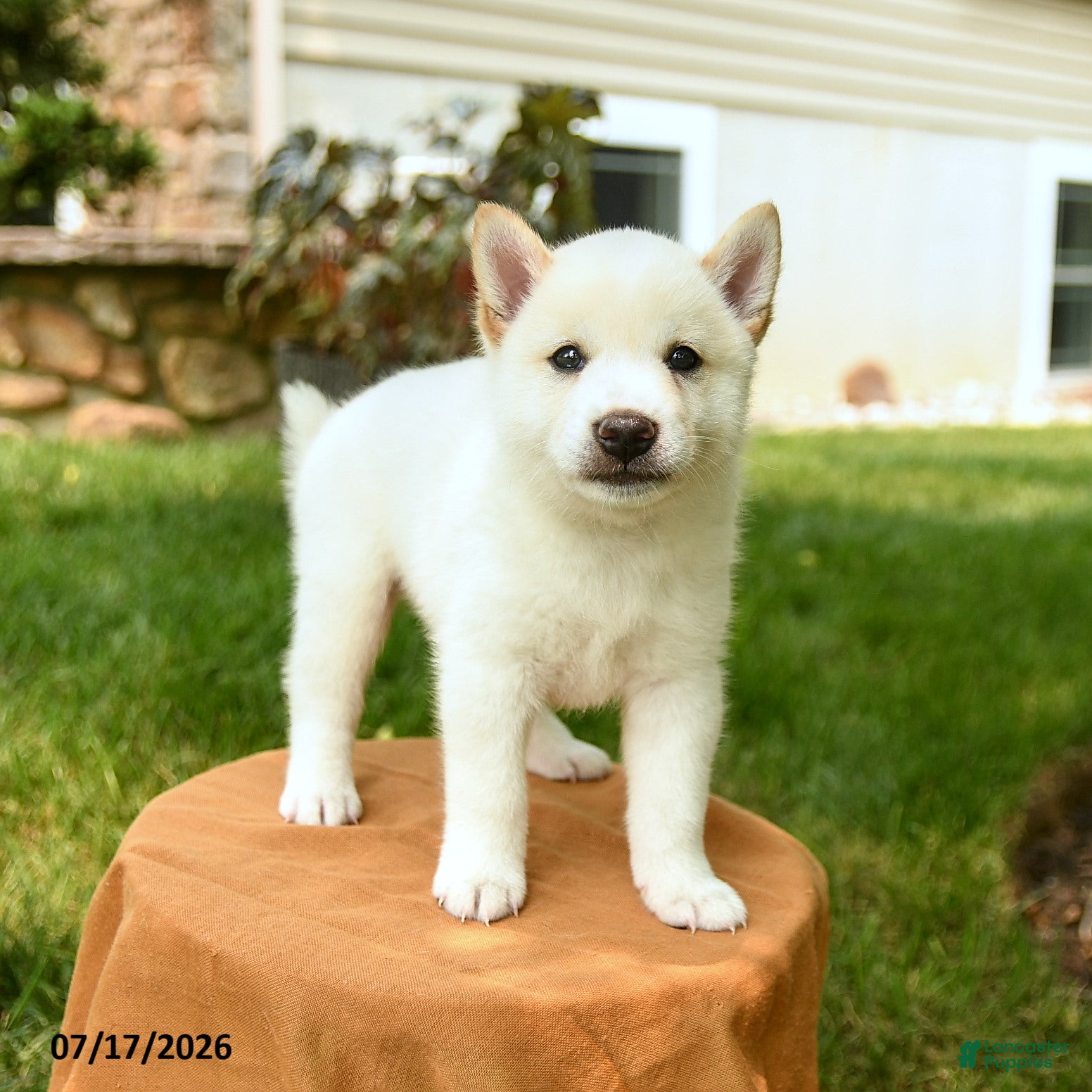 Shiba Inu dogs Chase - Ad 1