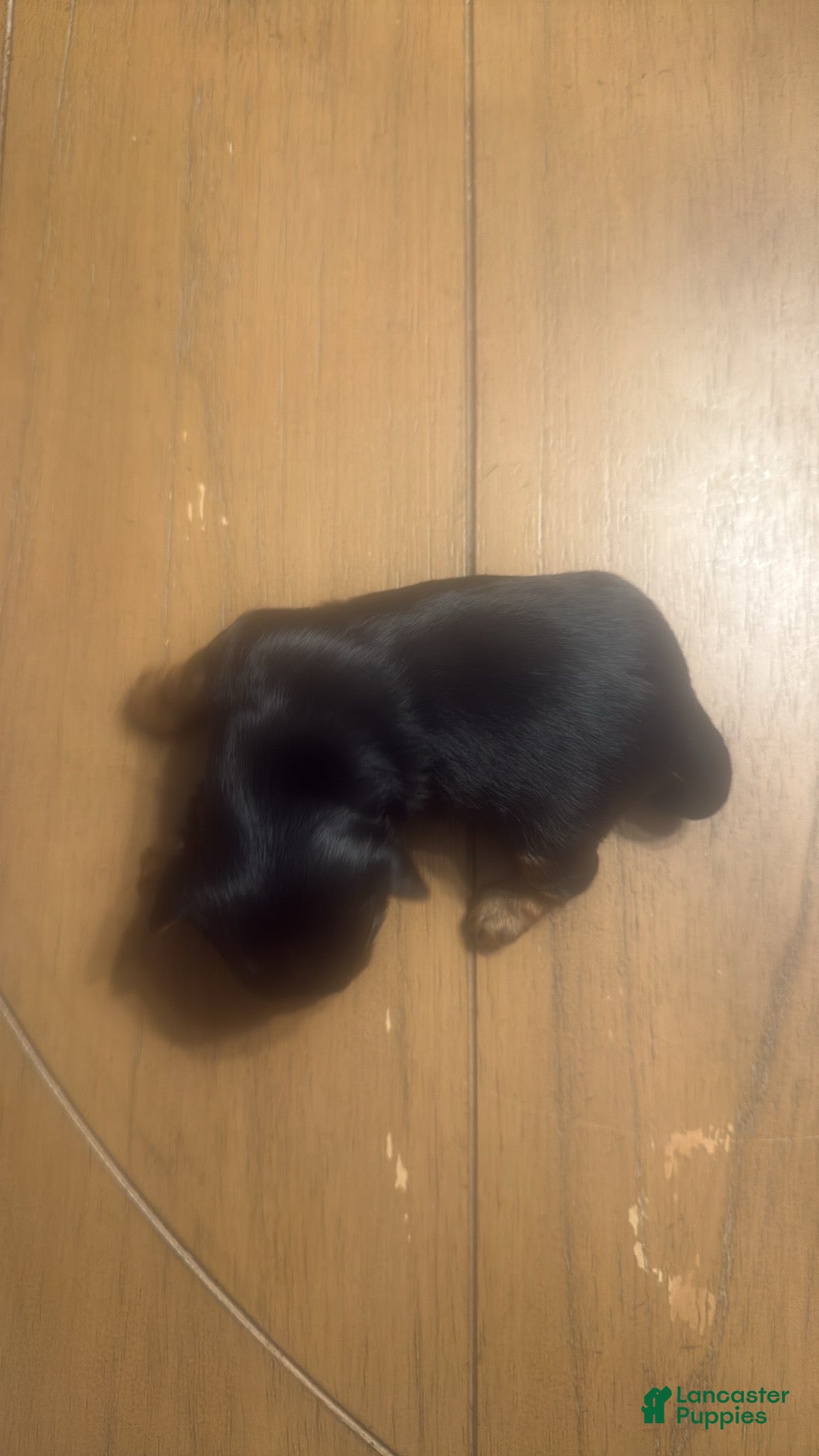 Yorkshire Terrier dogs for sale: Yorkshire Terrier litter of 4 puppies - Ad 2