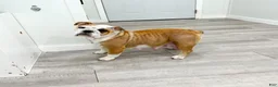 Beabull dogs for sale: Max - Ad 7