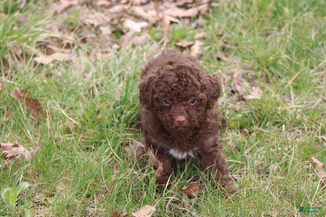 Toy Poodle dogs for sale: Jazzy - Ad 2