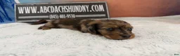 Miniature Dachshund dogs for sale: Smooth red brindle - Ad 21