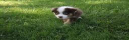 Australian Shepherd dogs for sale: Smith - Ad 5