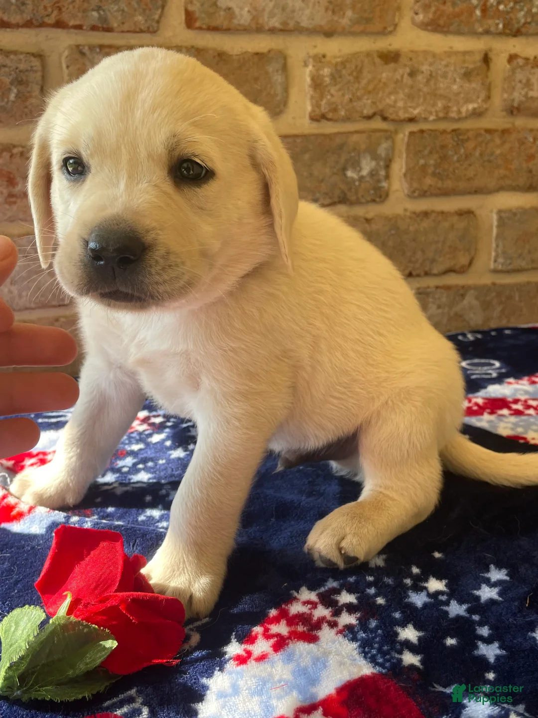 Labrador Retriever dogs for sale: Rory - Ad 2