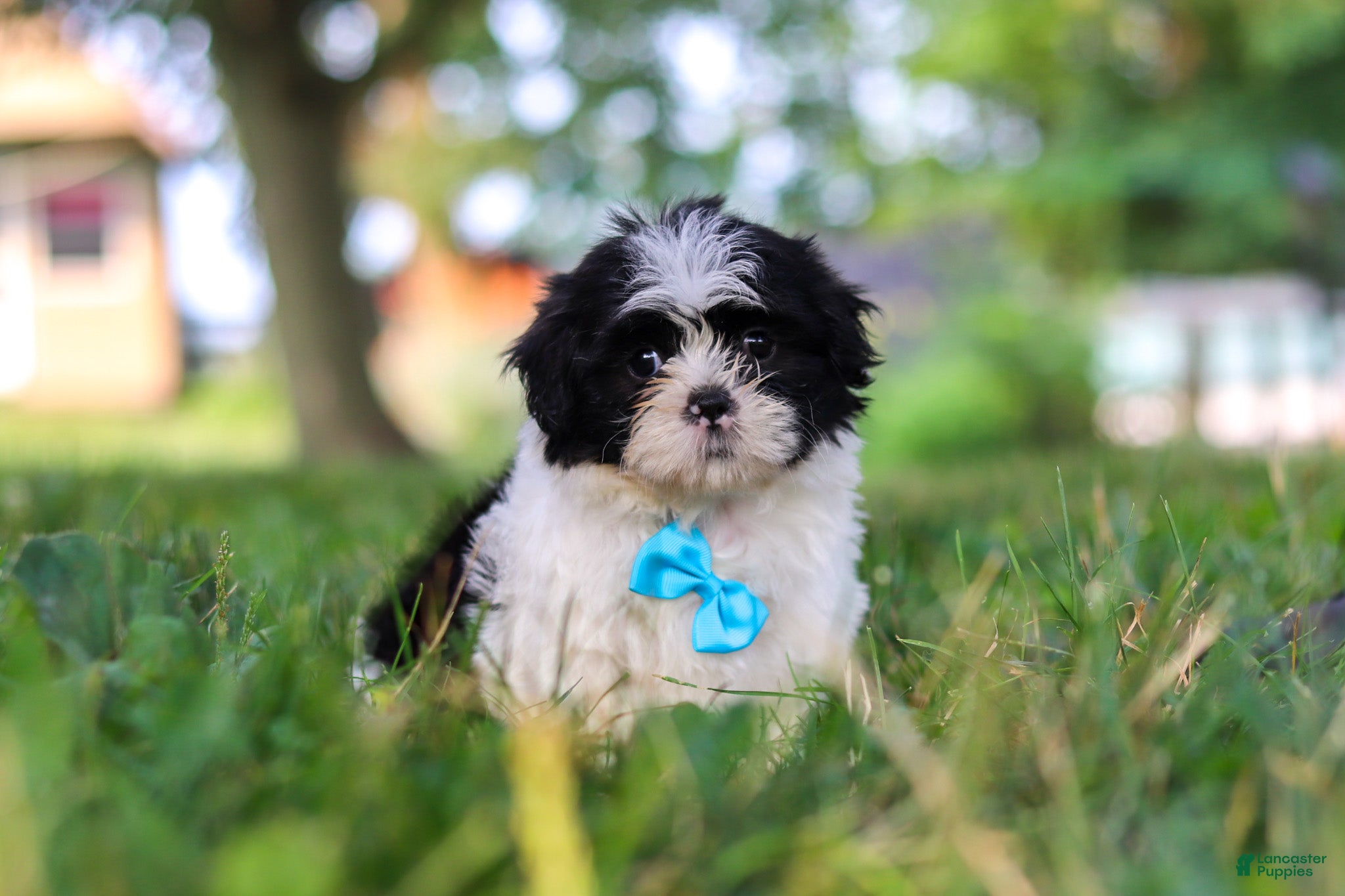 Shih Tzu dogs Ace - Ad 1