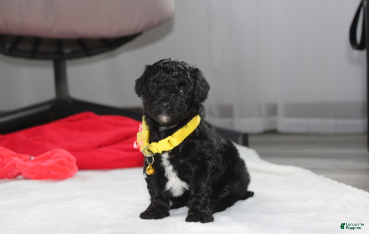 Yorkiepoo dogs Rocky - Ad 2