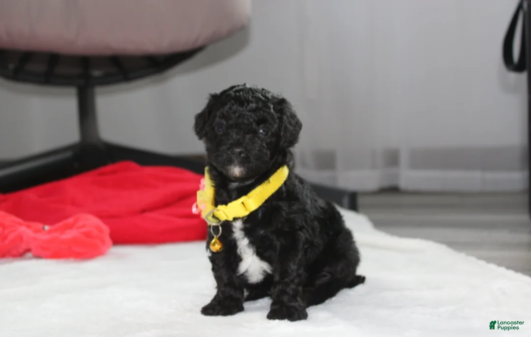 Yorkiepoo dogs for sale: Rocky - Ad 2