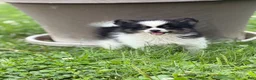 Pomeranian dogs for sale: ACA Macy  - Ad 5