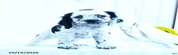 English Cocker Spaniel dogs for sale: Mia  - Ad 5