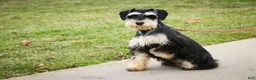 Miniature Schnauzer dogs for sale: Frederic - Ad 5