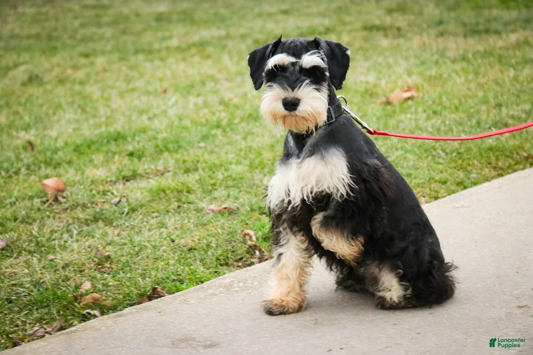 Miniature Schnauzer dogs for sale: Frederic - Ad 5