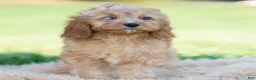Cavapoo dogs for sale: Whiskey - Ad 2