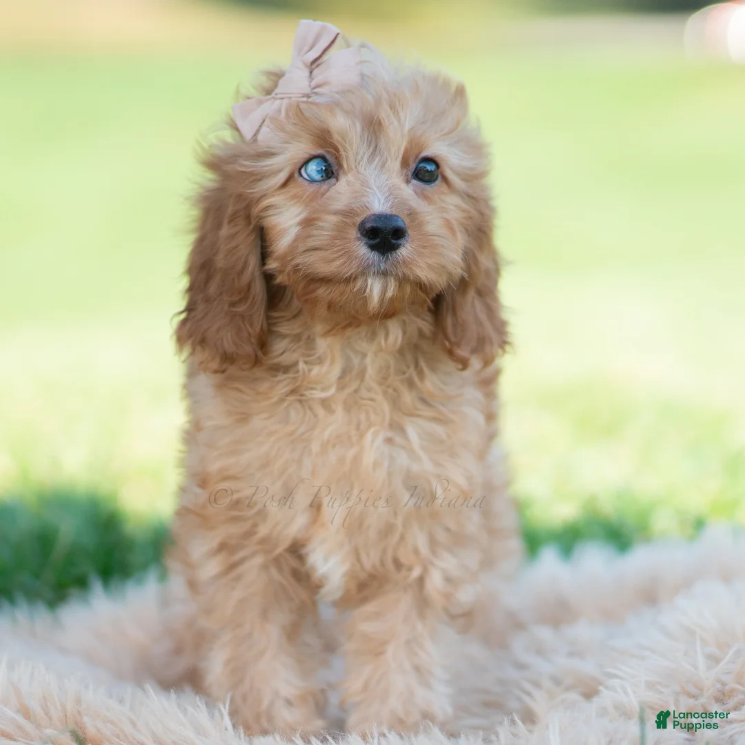 Cavapoo dogs for sale: Whiskey - Ad 2