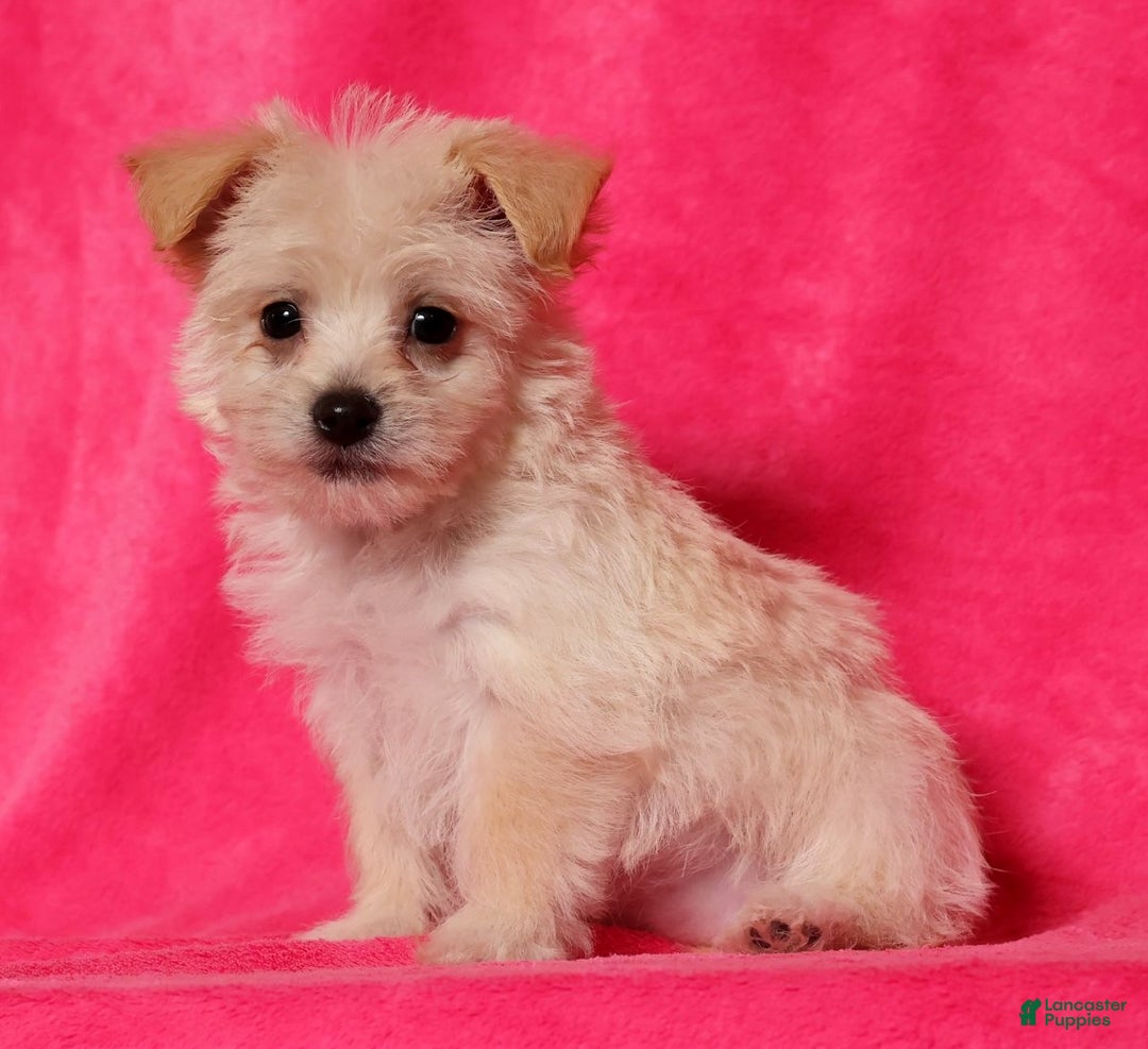 Yochon dogs for sale: Allie - Ad 4