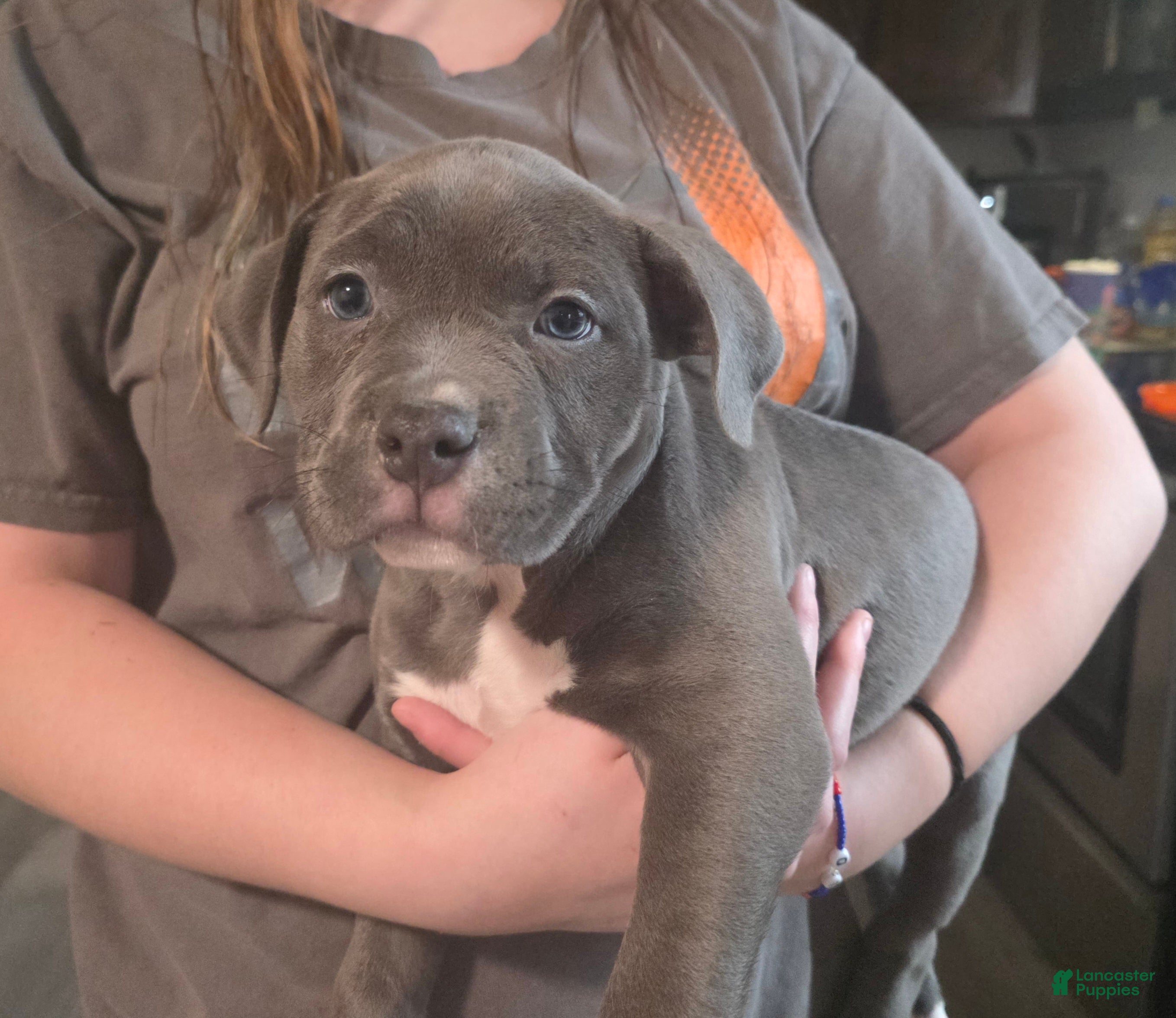 American Bully dogs Trixie - Ad 2