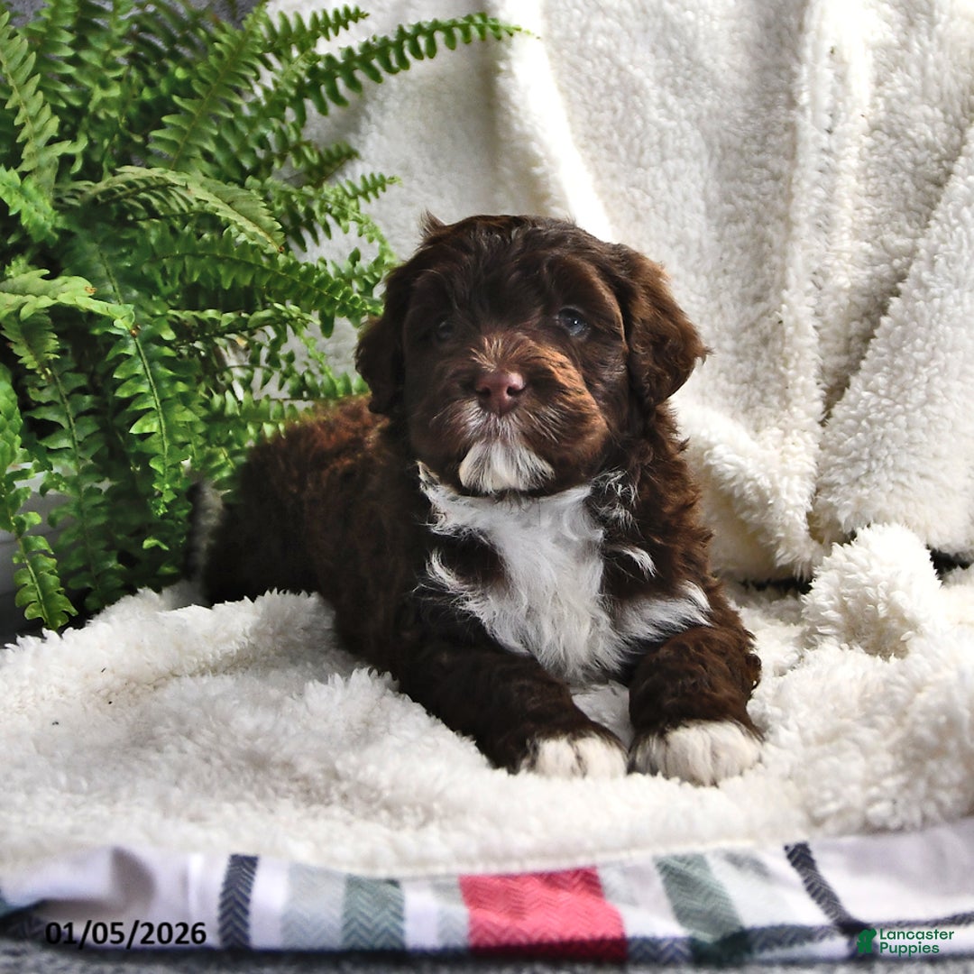 Portuguese Water Dog dogs for sale: Dime - Ad 10