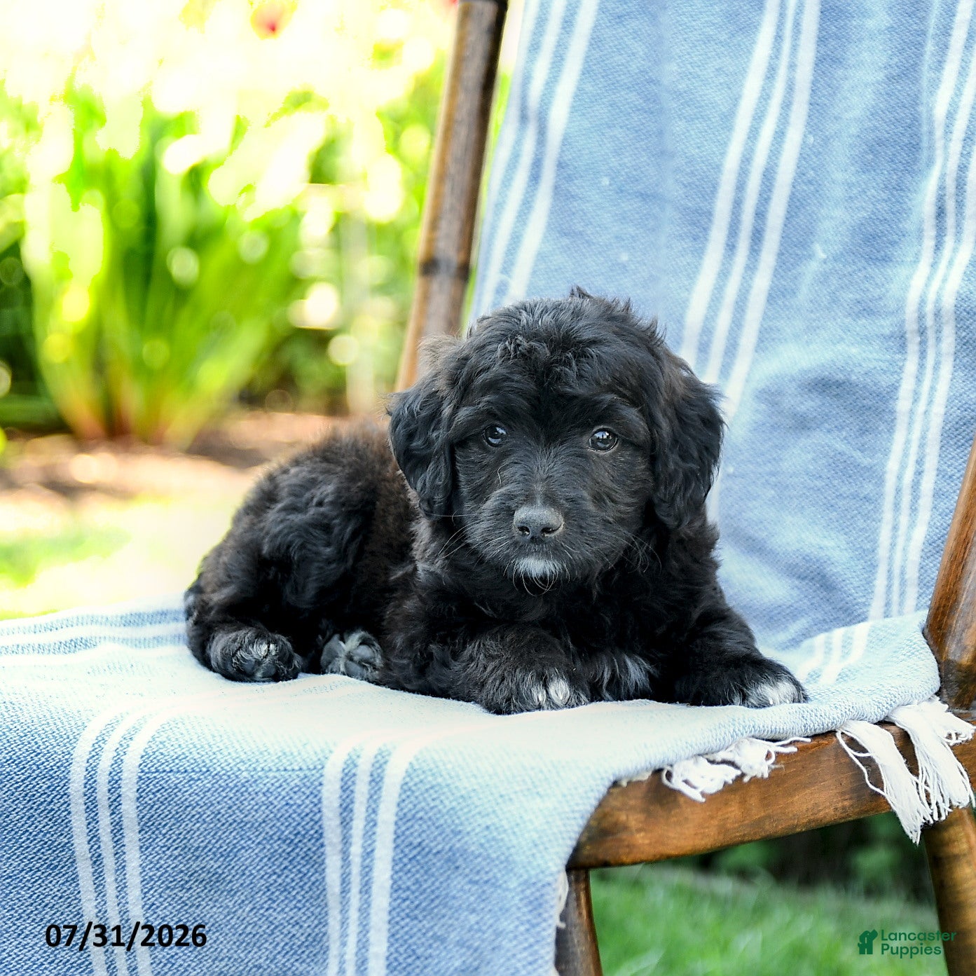 Mini Aussiedoodle dogs Akim - Ad 2