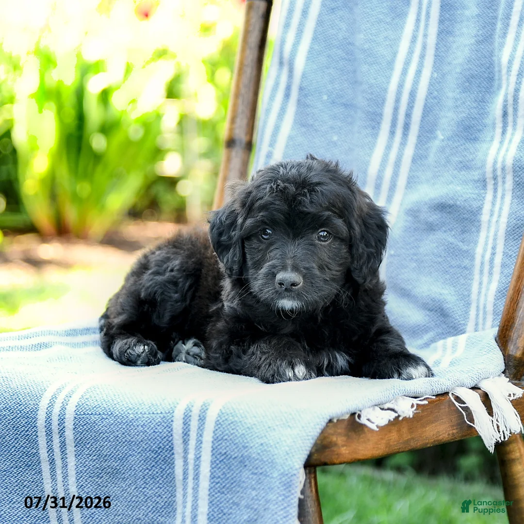 Mini Aussiedoodle dogs for sale: Akim - Ad 2