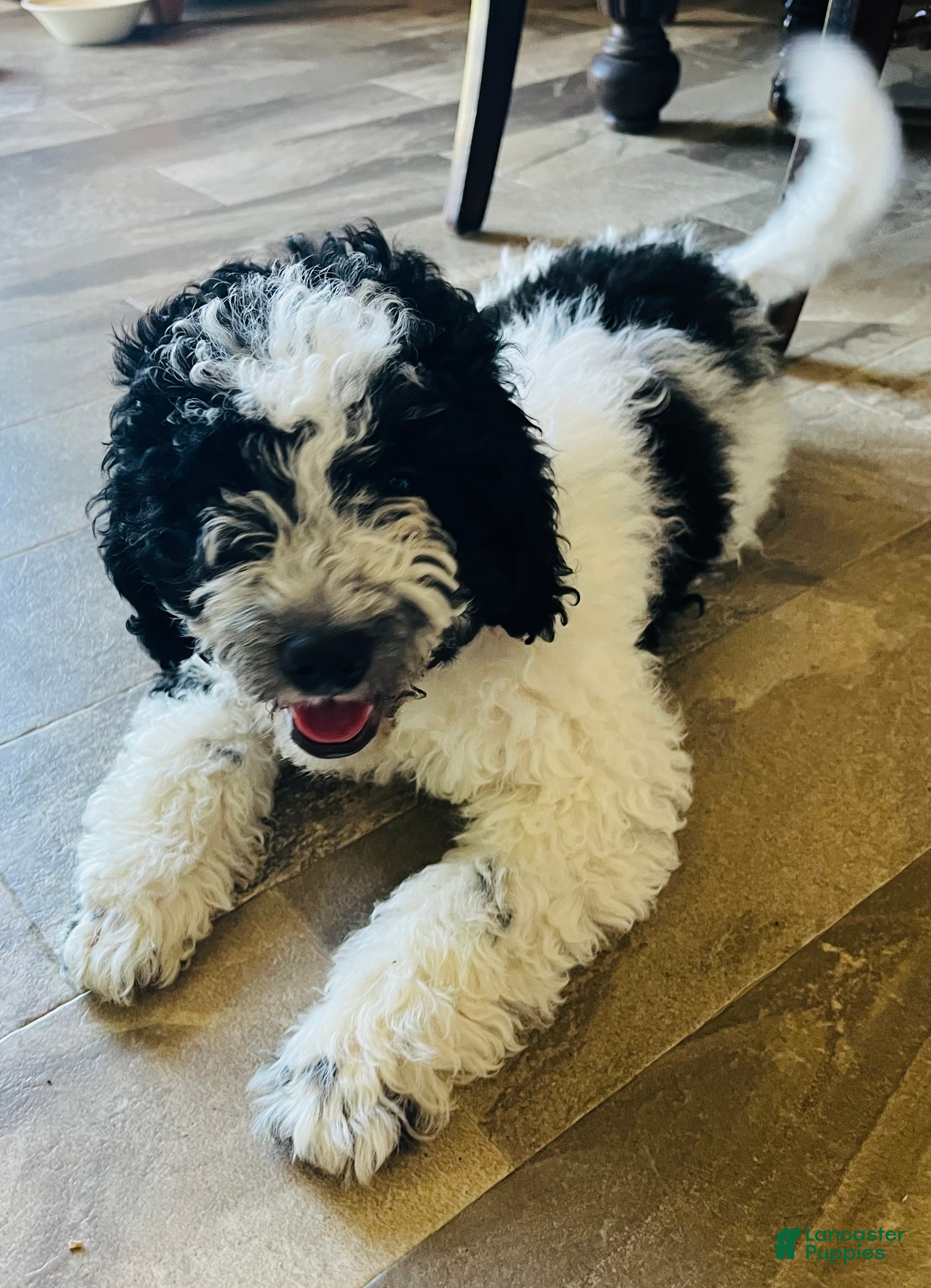 Cavapoo dogs Buzz - Ad 1
