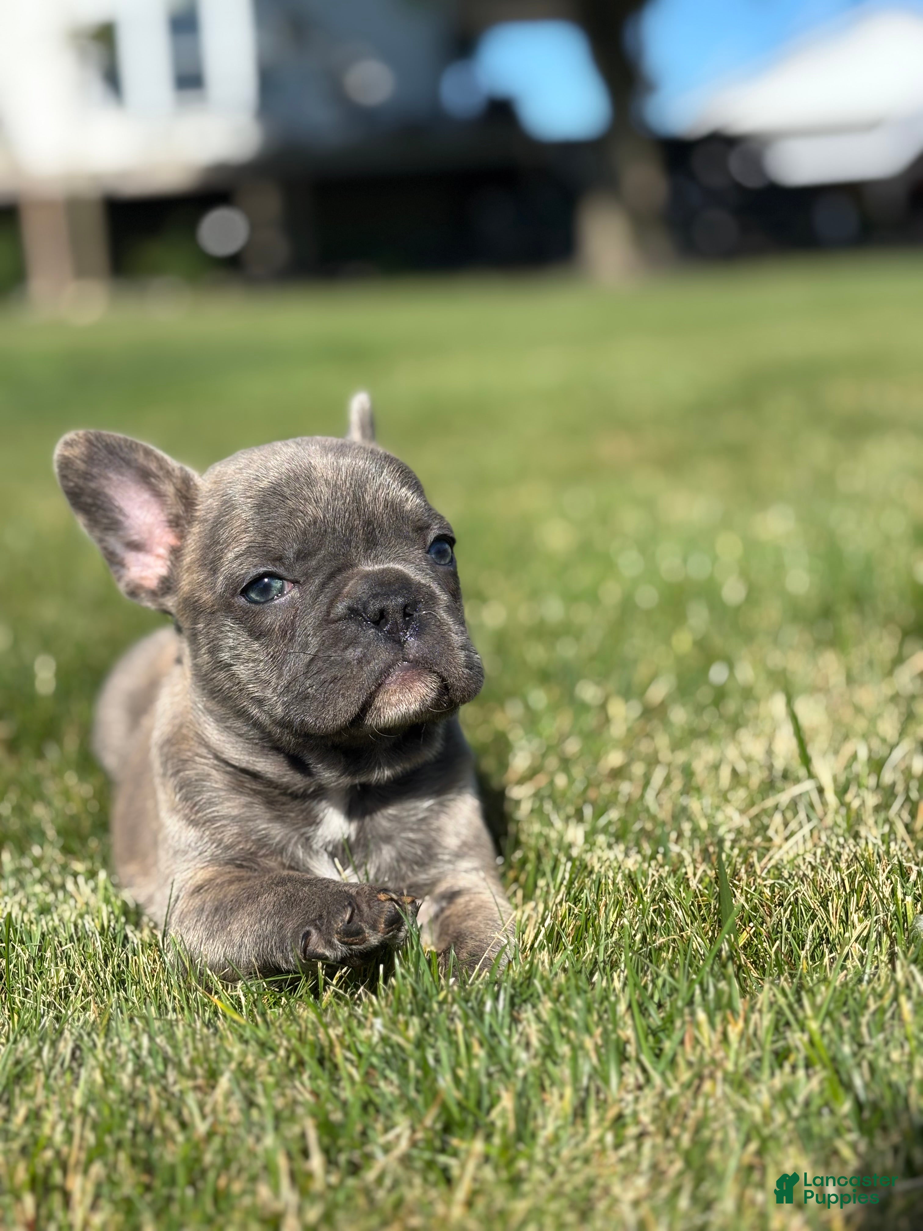 French Bulldog dogs for sale: Ruth - Ad 4