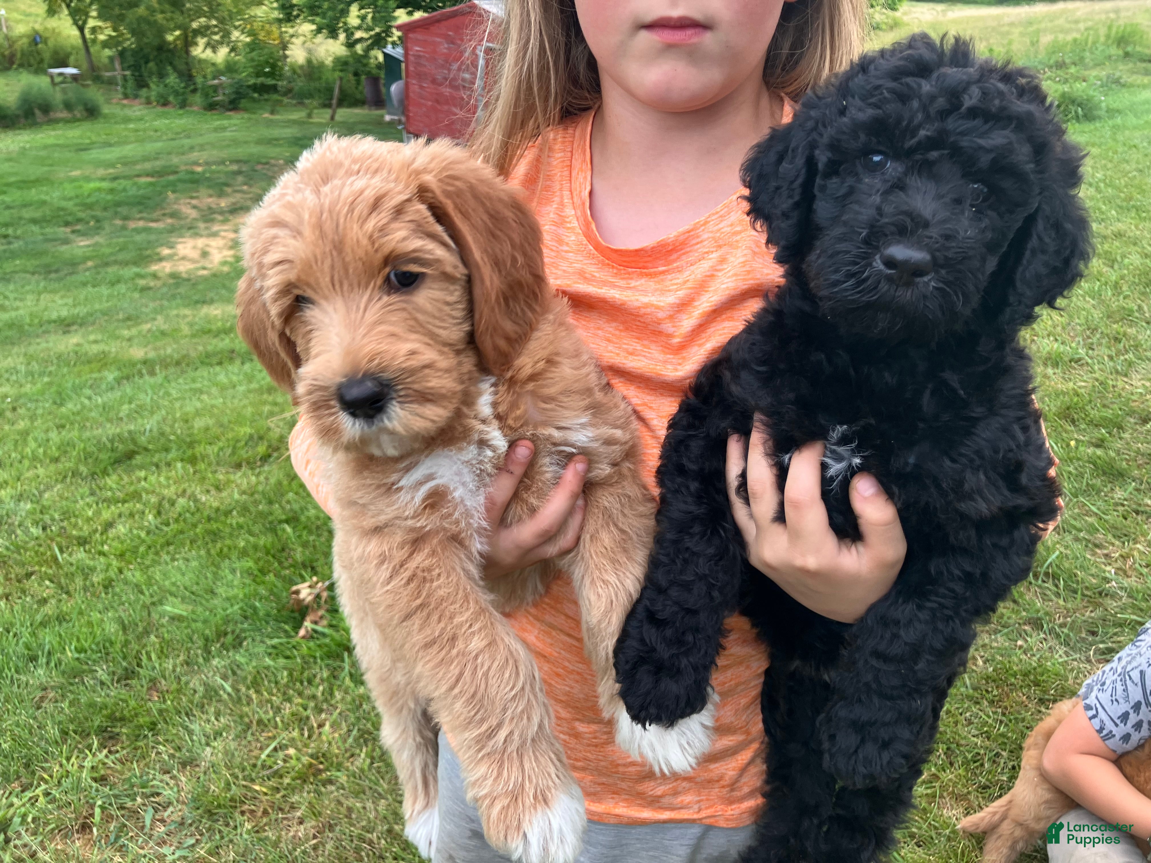Labradoodle dogs Fiona - Ad 2