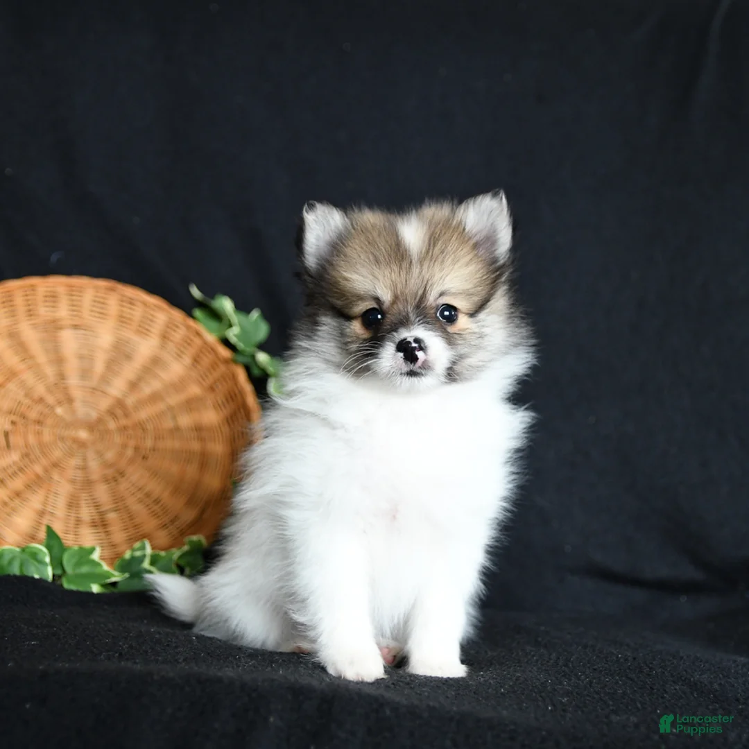 Pomeranian dogs for sale: Flicker - Ad 3