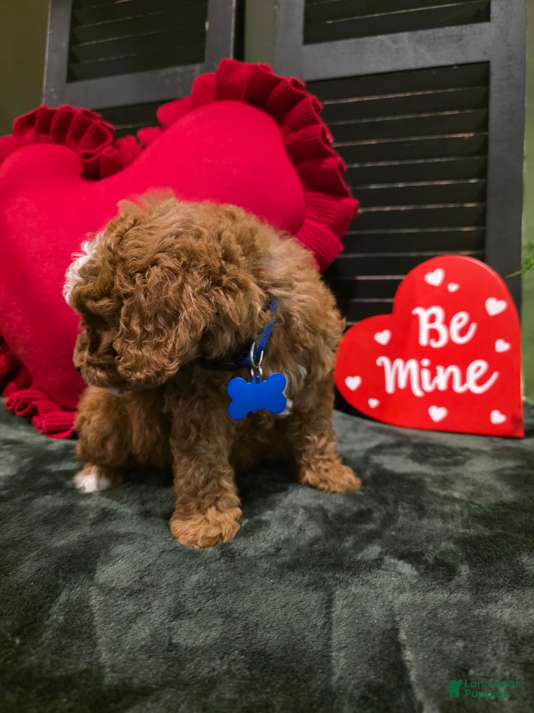 Mini Bernedoodle dogs for sale: Bluey  - Ad 2