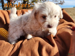 Pomapoo dogs - Ad 11