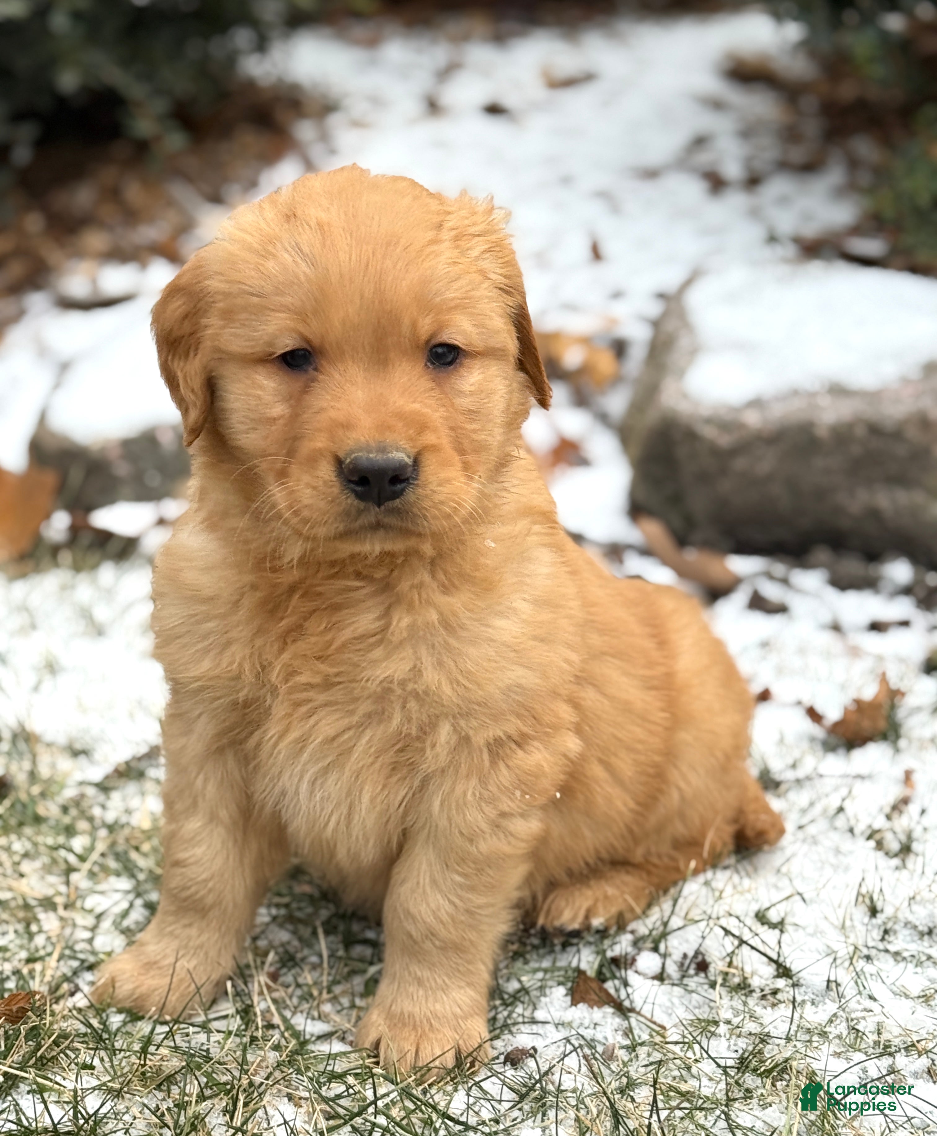 Golden Retriever dogs Sambo - Ad 16