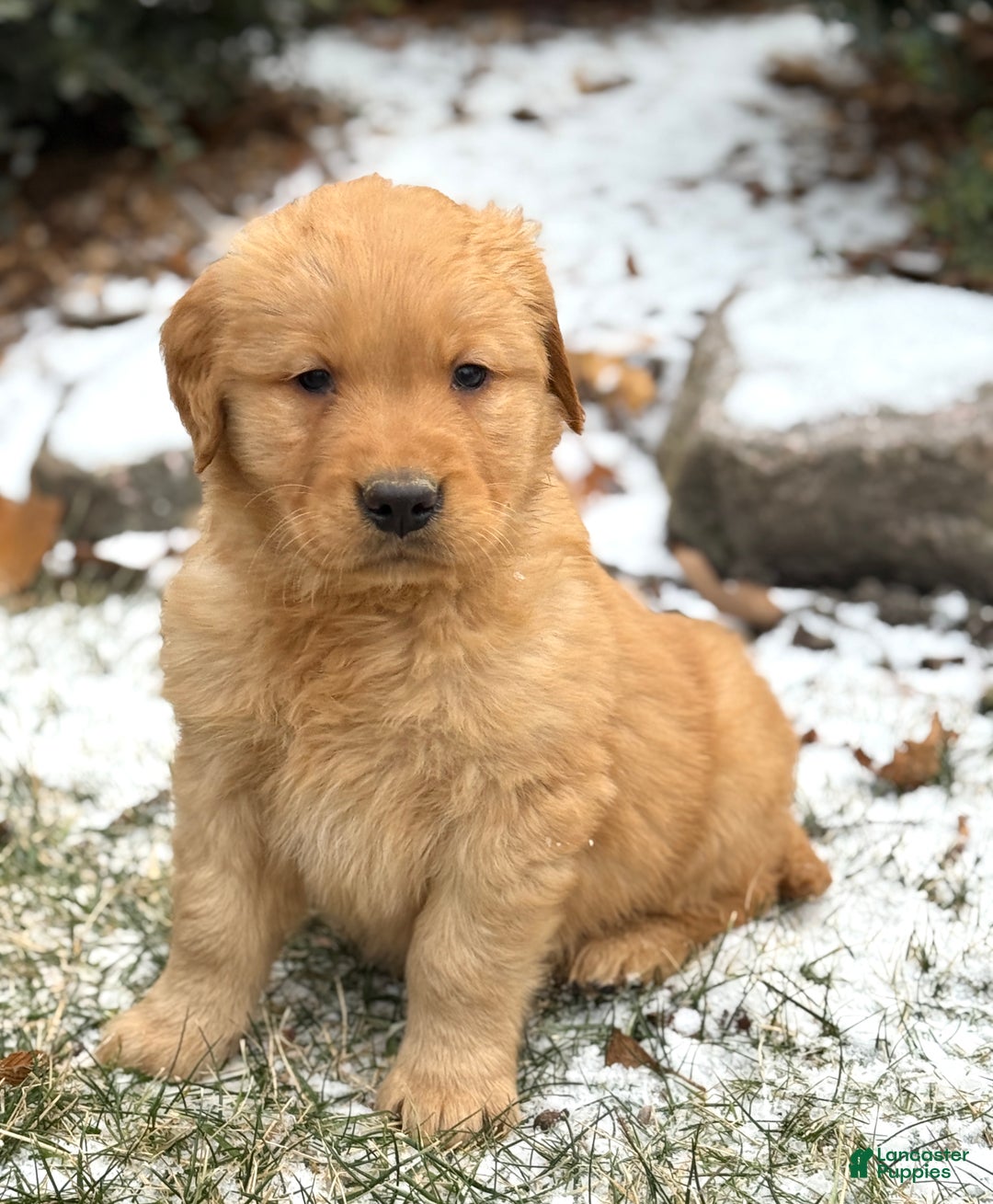 Golden Retriever dogs for sale: Sambo - Ad 1