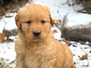 Golden Retriever dogs Sambo - Ad 22