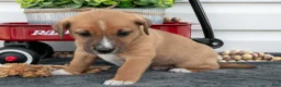 Jack Chi dogs for sale: Boots - Ad 3