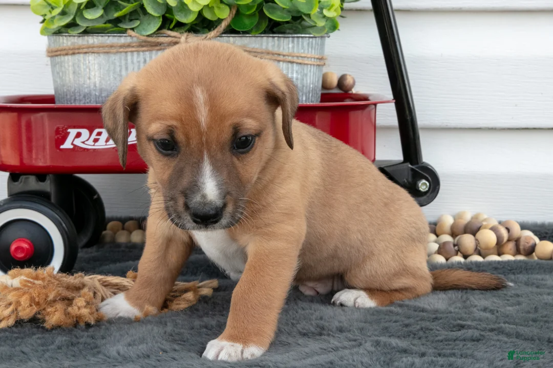 Jack Chi dogs for sale: Boots - Ad 3