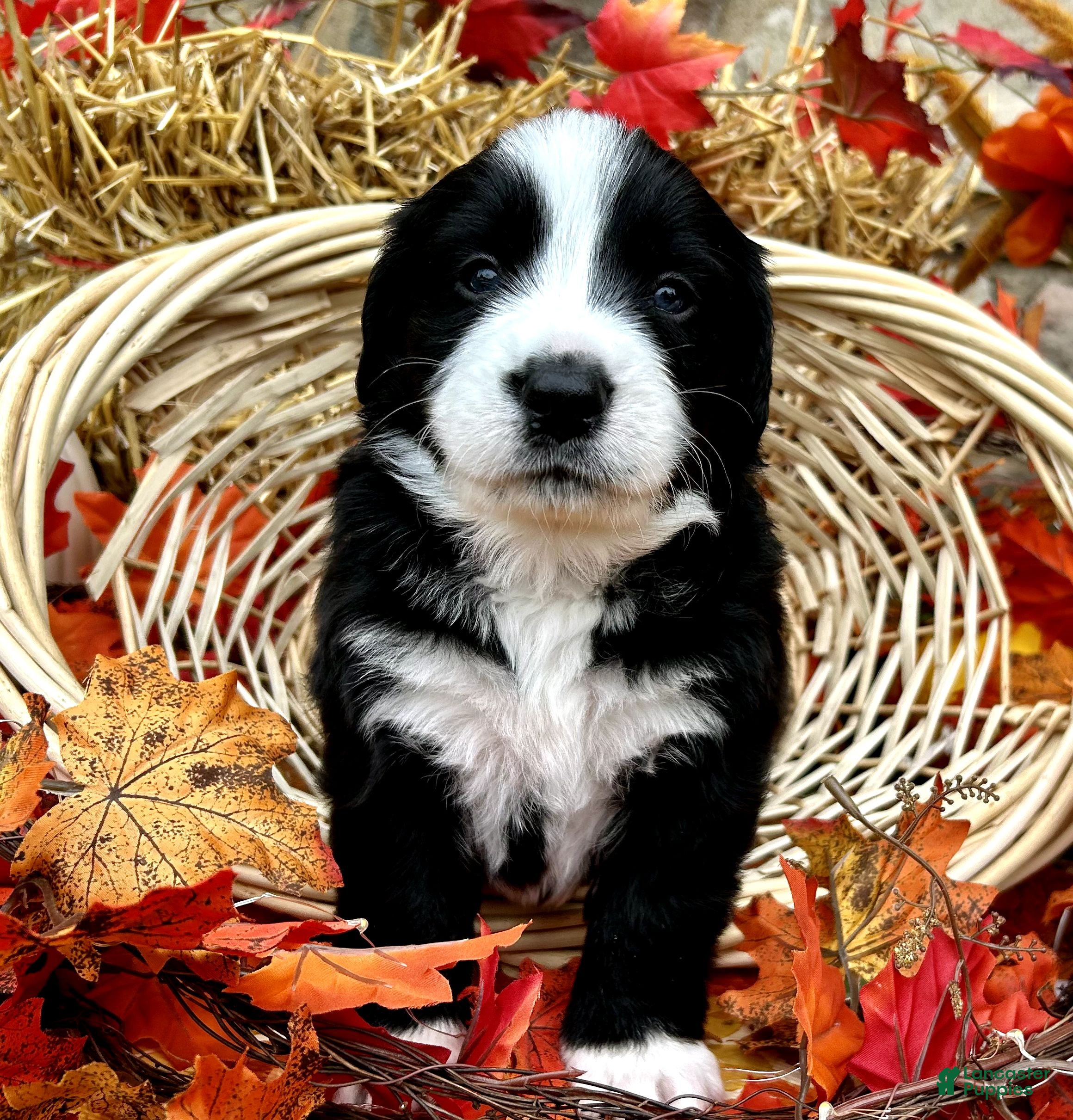 Mixed Breed dogs for sale: Lily - Ad 2