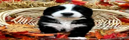 Mixed Breed dogs for sale: Lily - Ad 2