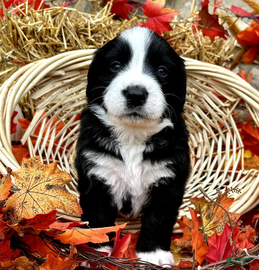 Mixed Breed dogs for sale: Lily - Ad 2