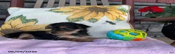 Yorkiepoo dogs for sale: Buttercup - Ad 5